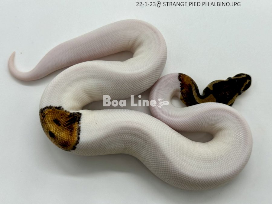 STRANGE PIED PH ALBINO